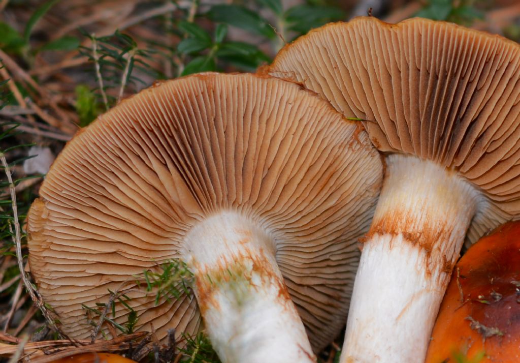 Cortinarius mucosus (Bull.) J. Kickx f.